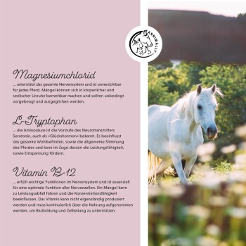 Ein weißes Pferd auf einer grünen Wiese, mit Text links über Magnesiumchlorid, L-Tryptophan und Vitamin B-12 Vorteilen für Pferde.