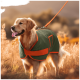 Golden Retriever trägt einen grünen und orangefarbenen Hundemantel mit Leine auf einem sonnenbeschienenen Feld.