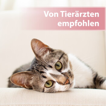 Getigert-weiße Katze mit grünen Augen liegt auf einem beigen Kissen, Kopf aufgestützt; Banner: 'Von Tierärzten empfohlen'.