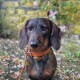 A close-up of a brown dachshund wearing a leather collar, with a blurred background of flowers and greenery.