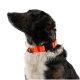 Dreifarbiger Hund im Profil, trägt ein leuchtend orangefarbenes Halsband mit schwarzer Schnalle und blickt nach oben vor weißem Hintergrund.