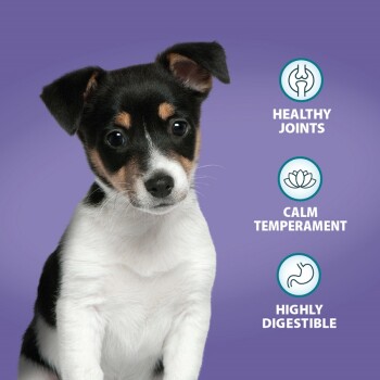 A small dog sits against a purple background, with text highlighting benefits: "Healthy Joints," "Calm Temperament," and "Highly Digestible."