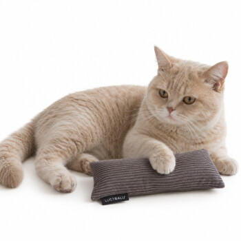 Cremefarbene British Shorthair liegt mit einer Pfote auf einem grauen, gerippten Spielkissen mit Aufdruck 'LUCYBALU'.