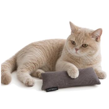 Cremefarbene British Shorthair liegt mit einer Pfote auf einem grauen, gerippten Spielkissen mit Aufdruck 'LUCYBALU'.