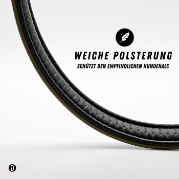Gestromter Mischlingshund sitzt auf weißem Hintergrund, trägt taupefarbenes Halsband und Leine, die von einer Hand gehalten wird, und schaut nach oben.