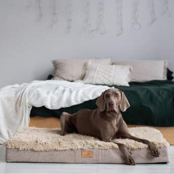 Ein brauner Weimaraner entspannt sich auf einem plüschigen Hundebett in einem gemütlichen Schlafzimmer mit grünem Bettüberwurf und dekorativen Kissen.