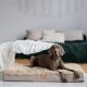 Ein brauner Weimaraner entspannt sich auf einem plüschigen Hundebett in einem gemütlichen Schlafzimmer mit grünem Bettüberwurf und dekorativen Kissen.