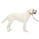 Eine Seitenansicht eines weißen Labrador Retrievers, der ein schwarzes Geschirr und eine Leine trägt, vor einem schlichten weißen Hintergrund stehend.