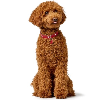 Ein flauschiger, lockiger brauner Hund sitzt aufrecht und trägt ein rotes Halsband mit weißen Herzen, das sein verspieltes und freundliches Wesen zeigt.