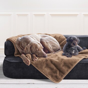 Ein großer grauer Hund und ein kleiner schwarzer Pudel ruhen sich auf einem dunklen Sofa aus, das mit einer braunen Decke in einer gemütlichen Innenumgebung bedeckt ist.