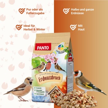 Ein Haufen verschiedener haustiersicherer Nüsse, einschließlich Erdnüsse und Cashews, auf einem weißen Hintergrund.