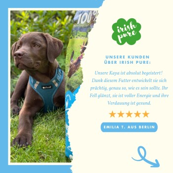 Ein brauner Hund in einem blauen Geschirr sitzt auf Gras neben einem Beutel "100% Irish Pure" Hundefutter mit einer positiven Kundenbewertung.