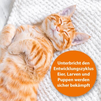 Eine orangefarbene getigerte Katze schläft auf einer weißen Decke, neben einem orangefarbenen Kreis mit Text über die Störung der Ei- und Larvenentwicklung.