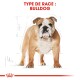 Illustration d'un Bulldog avec des caractéristiques détaillées, étiquetée "TYPE DE RACE : BULLDOG" en texte rouge gras au-dessus.