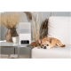 Ein tanfarbener Chihuahua entspannt sich auf einer weißen Couch neben einem Petcube und einer Tasse auf einem Glastisch, mit getrockneten Pflanzen im Hintergrund.
