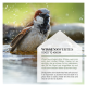 Ein Spatz spritzt in einem Vogelbad, umgeben von Wassertropfen, mit Textüberlagerung in Deutsch und Englisch über die Vorlieben beim Vogelbaden.