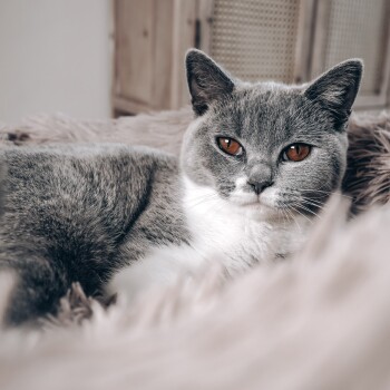 Nahaufnahme einer grau-weißen Katze mit auffälligen bernsteinfarbenen Augen, die auf einer weichen, flauschigen Oberfläche ruht.