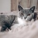 - FUZZ - Heimtierbett sand L