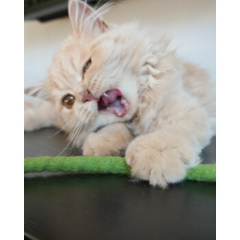 Ein flauschiges, hellorangefarbenes Kätzchen, das spielerisch an einem grünen Spielzeugband leckt, während es auf einer dunklen Oberfläche liegt und sein ausdrucksvolles Gesicht und seine Pfoten zeigt.