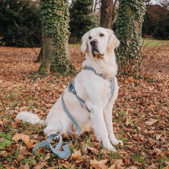 Ein golden retriever sitzt auf gefallenem Laub in einem Park, trägt ein blaues Geschirr und eine Leine und schaut aufmerksam zur Seite.