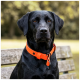 Ein Nahaufnahme-Profil eines braunen Hundes, der ein leuchtend orangefarbenes Halsband vor einem dunkelgrünen Hintergrund trägt.