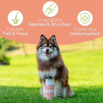 Lachsölprodukte in verschiedenen Behältern, gekennzeichnet mit "100% natürlich mit Omega 3", geeignet für Hunde aller Größen und Altersgruppen.