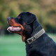 Zwart-met-beige Rottweiler in profiel met een grijze leren halsband met metalen gesp en een klein rood labeltje, tong uit.