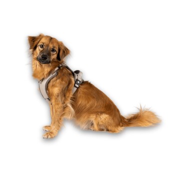 Kleiner brauner Hund trägt ein beiges Geschirr und sitzt vor weißem Hintergrund, Seitenansicht.