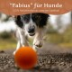Nahaufnahme eines Border Collies, der auf einen leuchtend orangefarbenen Gummiball auf Kies läuft. Text oben: "Fabius" für Hunde, 100% Naturkautschuk.