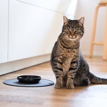 Eine getigerte Katze sitzt neben einer schwarzen Futterschüssel auf einem runden Teppich in einer modernen Küche mit Holzboden und einem Holzstuhl im Hintergrund.