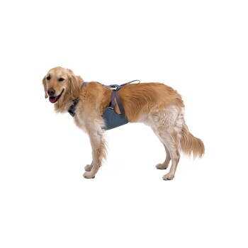 Ein Golden Retriever, der ein blaues Geschirr trägt, steht vor einem weißen Hintergrund und schaut mit einem freundlichen Ausdruck in die Kamera.