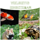 Eine Collage aus einem Koi-Fisch, zwei Vögeln auf einem Ast, einem Hamster und einer Schildkröte auf Gras, mit "VIELSEITIG EINSETZBAR" oben.