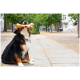 Ein glücklicher Berner Sennenhund sitzt im Freien und hält stolz einen großen Knochen im Mund, mit Bäumen und einem verschwommenen Hintergrund.