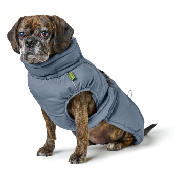 Ein braun gestromter Hund in einer stilvollen grauen Daunenjacke, sitzend vor einem weißen Hintergrund.