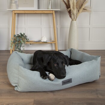Ein schwarzer Hund, der in einem weichen, hellblauen Haustierbett mit dem Etikett 'Scruff's' entspannt, in einem stilvollen Raum mit einem Holztisch und dekorativen Pflanzen.