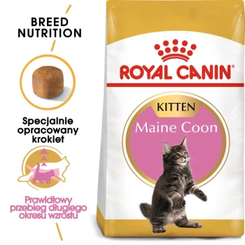 Torba z karmą dla kociąt Royal Canin Maine Coon z figlarnym kociakiem rasy Maine Coon, z tekstem podkreślającym odżywianie rasy i specjalnie opracowane chrupki.