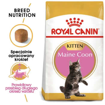 Torba z karmą dla kociąt Royal Canin Maine Coon z figlarnym kociakiem rasy Maine Coon, z tekstem podkreślającym odżywianie rasy i specjalnie opracowane chrupki.