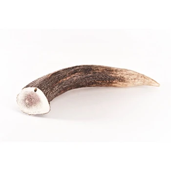 Hundesnack - Hirsch-Geweihe XXL - 160g Ein natürlicher, gebogener Hundekauartikel aus Geweih, mit einer rauen, dunklen Oberfläche und einem glatten, hellen Ende.