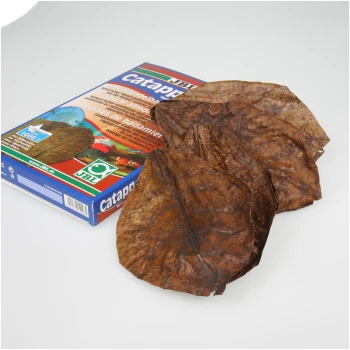 Getrocknete Catappa-Blätter, die neben einer bunten Box mit der Aufschrift "JBL Catappa" ausgestellt sind, die für den Aquariengebrauch konzipiert ist.