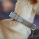 Nahaufnahme eines hellbeigen Hundehalsbands am Hals eines tanfarbenen Hundes, mit einer goldenen Schnalle und dem eingeprägten Text "AMG WILDER."