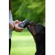Person bietet einem Rottweiler in einem grünen Park einen schwarzen Behälter mit der Aufschrift „BAUCH PINSULER“ zum Schnüffeln an.