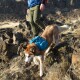 Ein brauner und weißer Hund mit einem blauen Rucksack, der auf felsigem Terrain neben einer Person in grünen Hosen und einer blauen Jacke läuft.