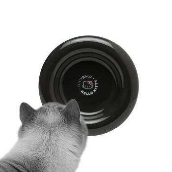 Der Kopf einer grauen Katze ist in der Nähe einer schwarzen Haustierschüssel mit einem Hello Kitty Design und dem Text "LUCYBALU" innen sichtbar.
