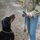 Person in grüner Jacke und Jeans hält eine olivfarbene Seil-Leine, die an einem schwarzen, Doberman-ähnlichen Hund befestigt ist, der auf Kies sitzt.