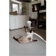 Chat siamois couché sur le sol, levant la patte pour taper un jouet suspendu en forme de méduse blanche dans un salon