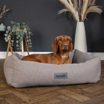 Ein brauner Hund ruht sich in einem gemütlichen grauen Haustierbett mit der Aufschrift "Scruff's" aus, umgeben von dekorativen Pflanzen und einer hohen Vase in einem modernen Raum.