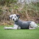 Gilet tranquillisant gris S