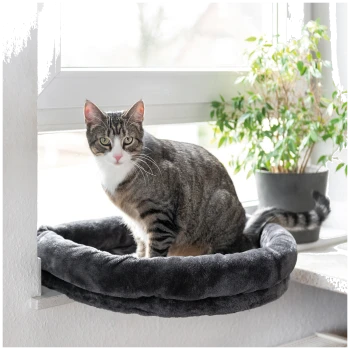 Eine getigerte Katze mit grünen Augen sitzt in einem runden, plüschigen schwarzen Haustierbett neben einem Fenster, mit einer kleinen Topfpflanze im Hintergrund.