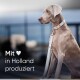 Seitenansicht eines Weimaraner-Hundes mit einem stilvollen grauen Halsband und Leine, mit dem Text 'Mit ♥ in Holland produziert.'