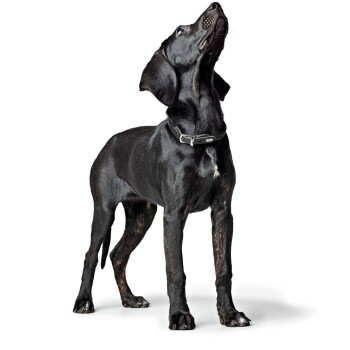 Ein schwarzer Hund mit glänzendem Fell und einem Halsband steht aufrecht und schaut mit einem aufmerksamen Ausdruck vor einem weißen Hintergrund nach oben.